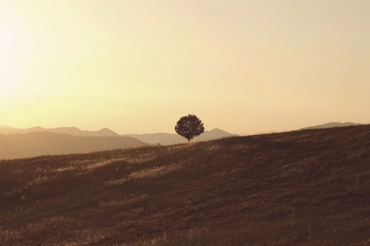 A lone tree in a quiet field at dawn