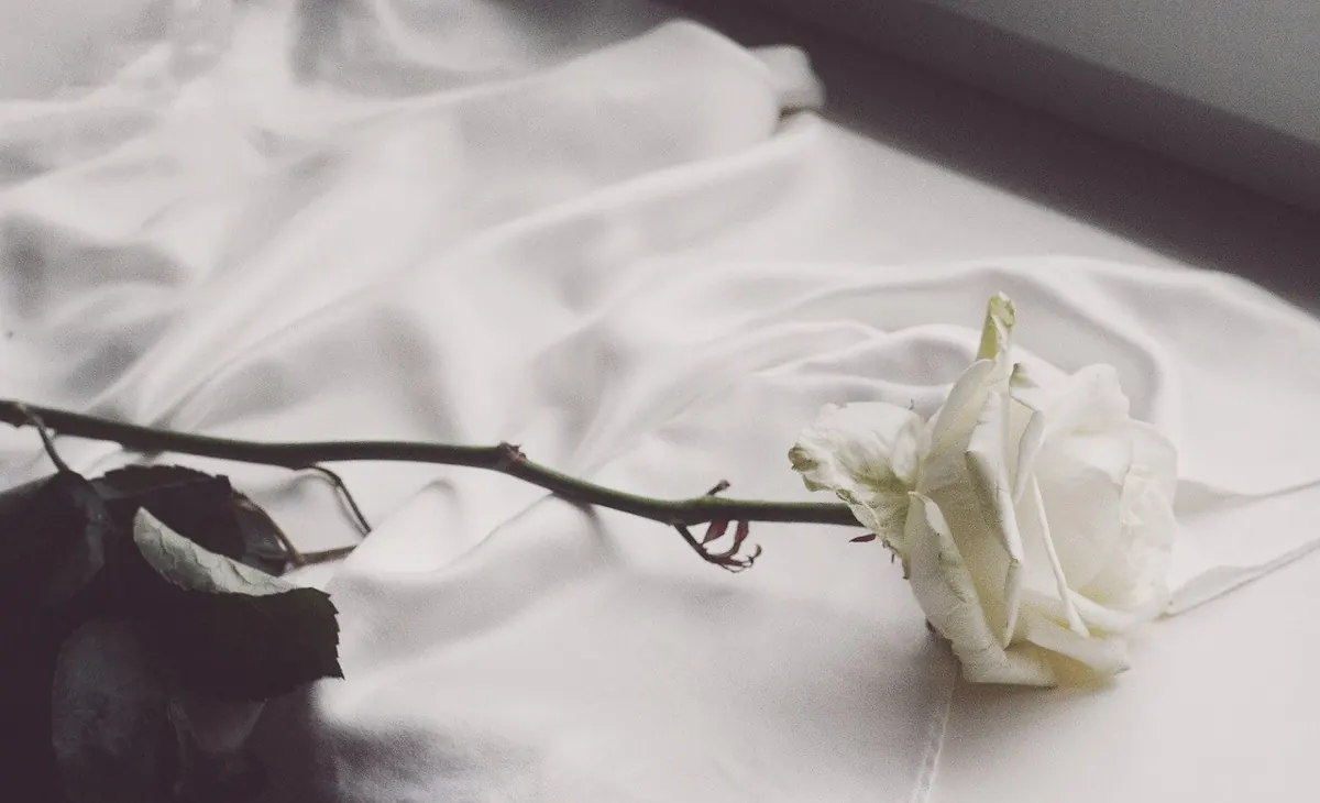 A single white rose