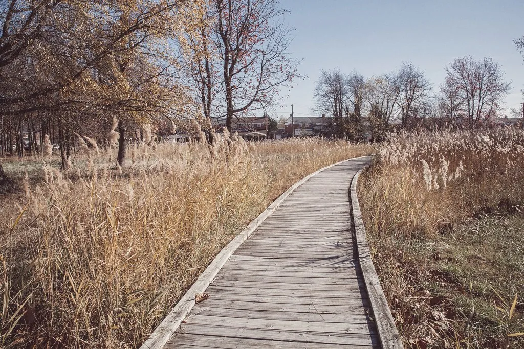 The Bear Creek boardwalk in Dundalk